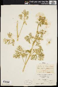 Malva moschata image