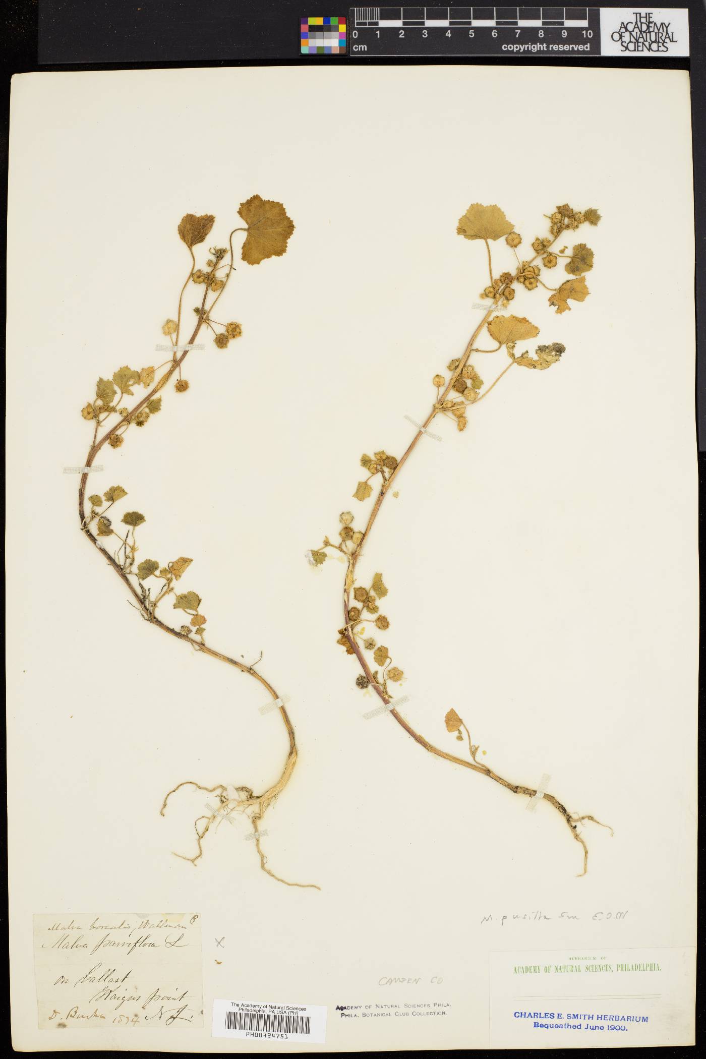 Malva pusilla image