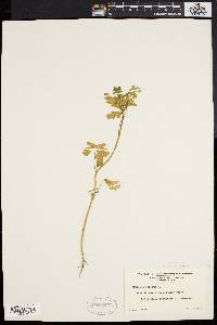 Hibiscus trionum image