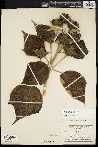 Hibiscus moscheutos image