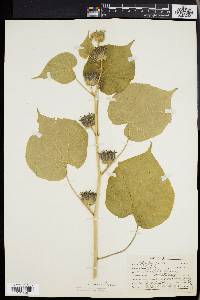 Abutilon theophrasti image