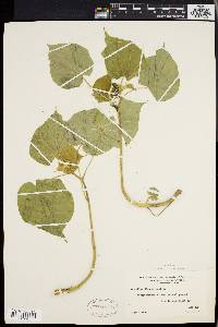 Abutilon theophrasti image