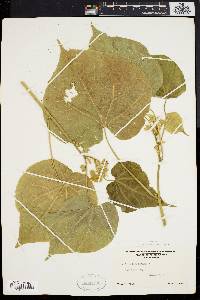 Abutilon theophrasti image