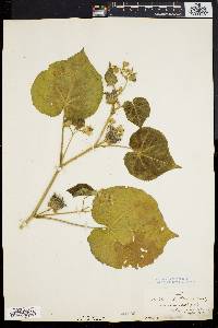 Abutilon theophrasti image