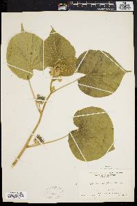 Abutilon theophrasti image