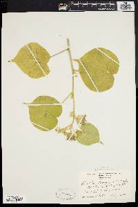 Abutilon theophrasti image