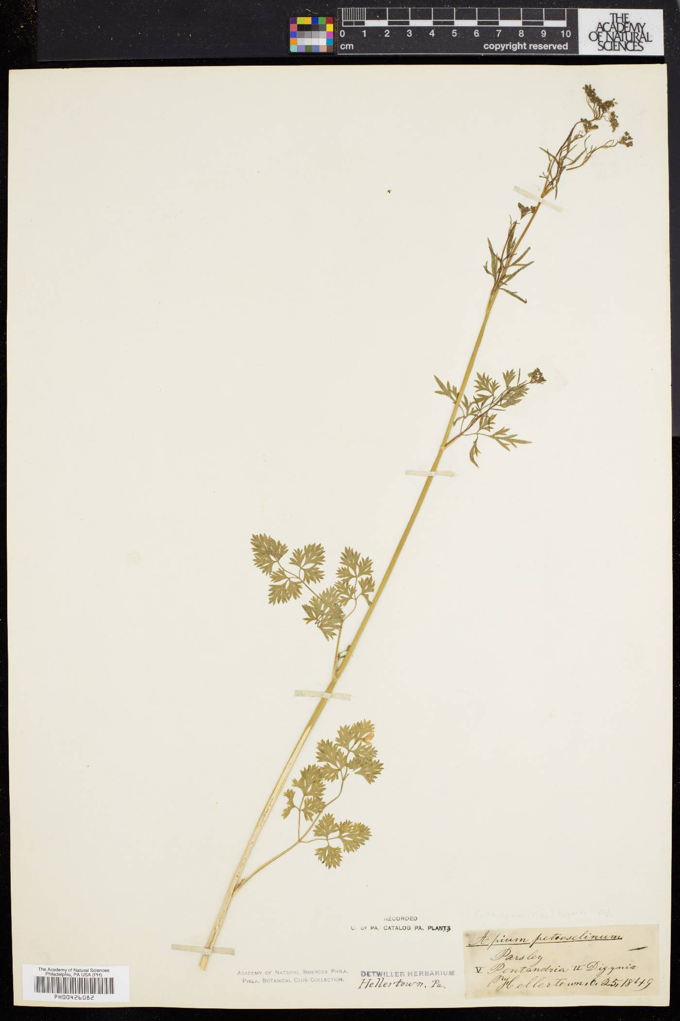 Petroselinum crispum image