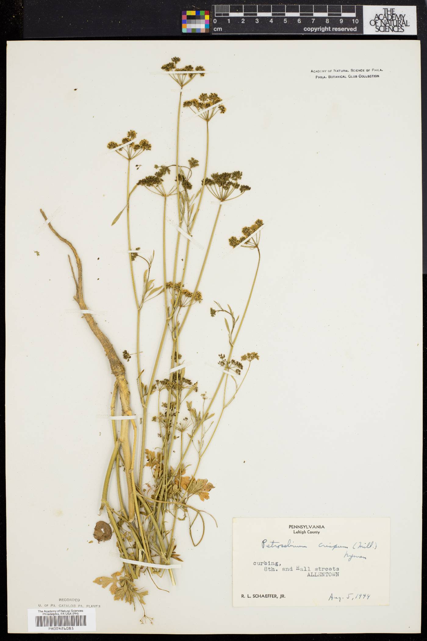 Petroselinum crispum image