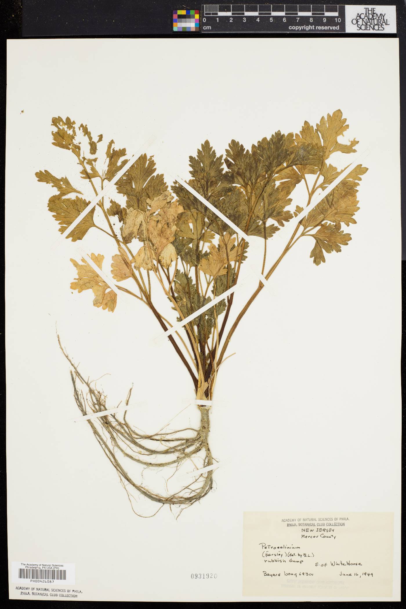 Petroselinum crispum image