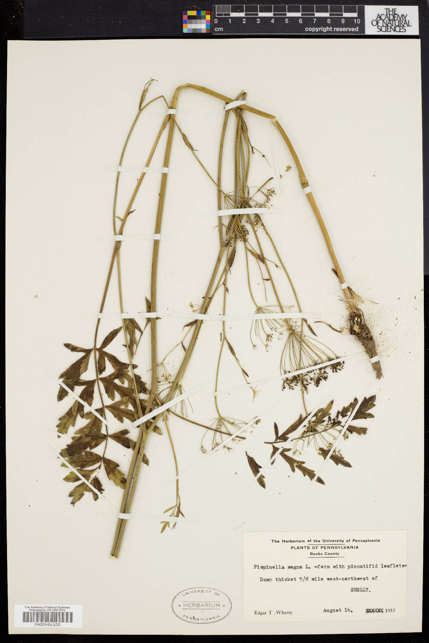 Pimpinella magna image