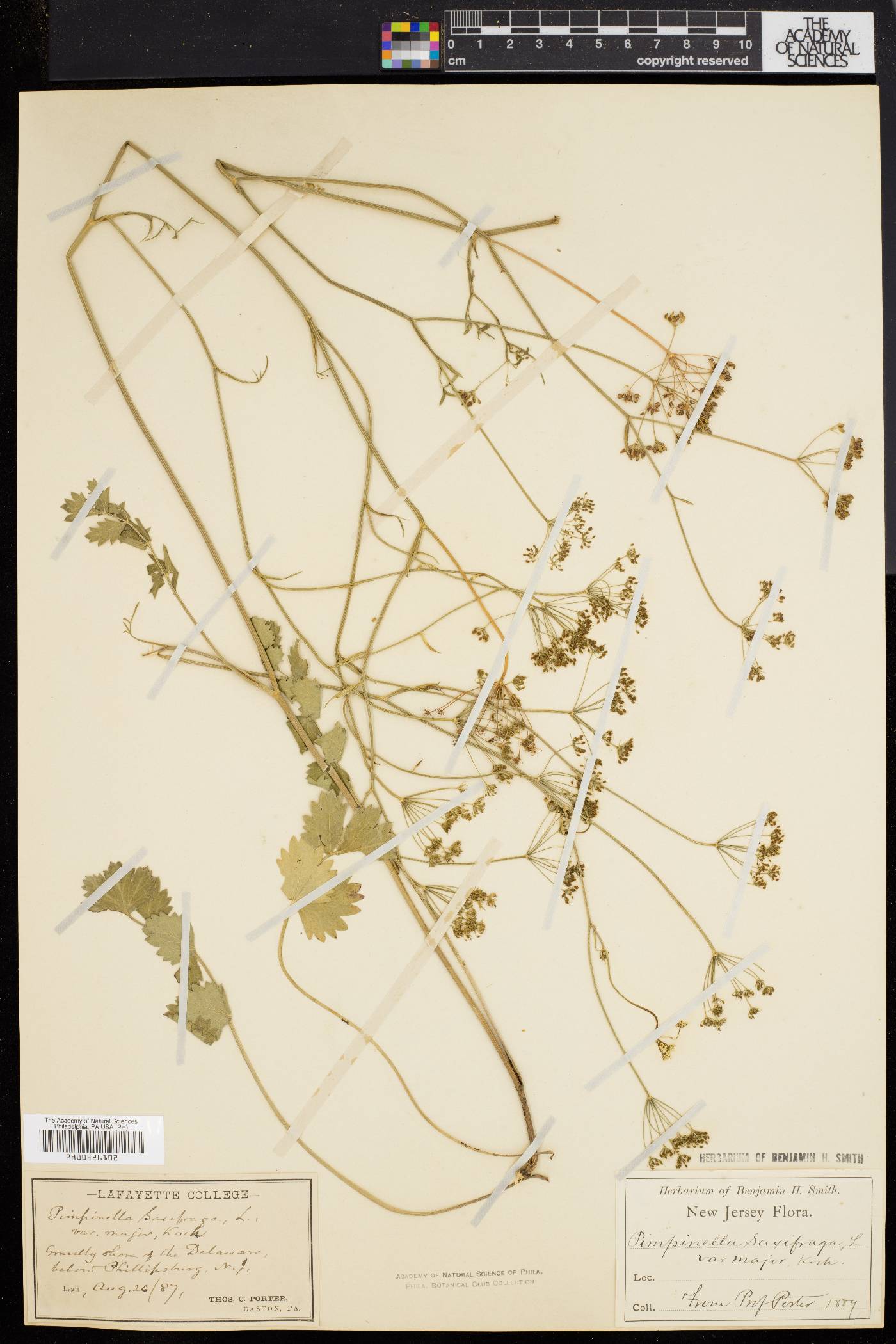 Pimpinella saxifraga image