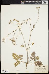 Pimpinella saxifraga image