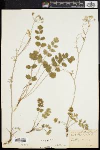 Pimpinella saxifraga image