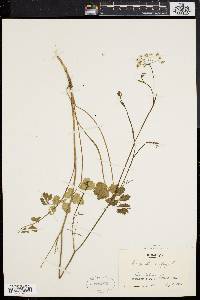 Pimpinella saxifraga image