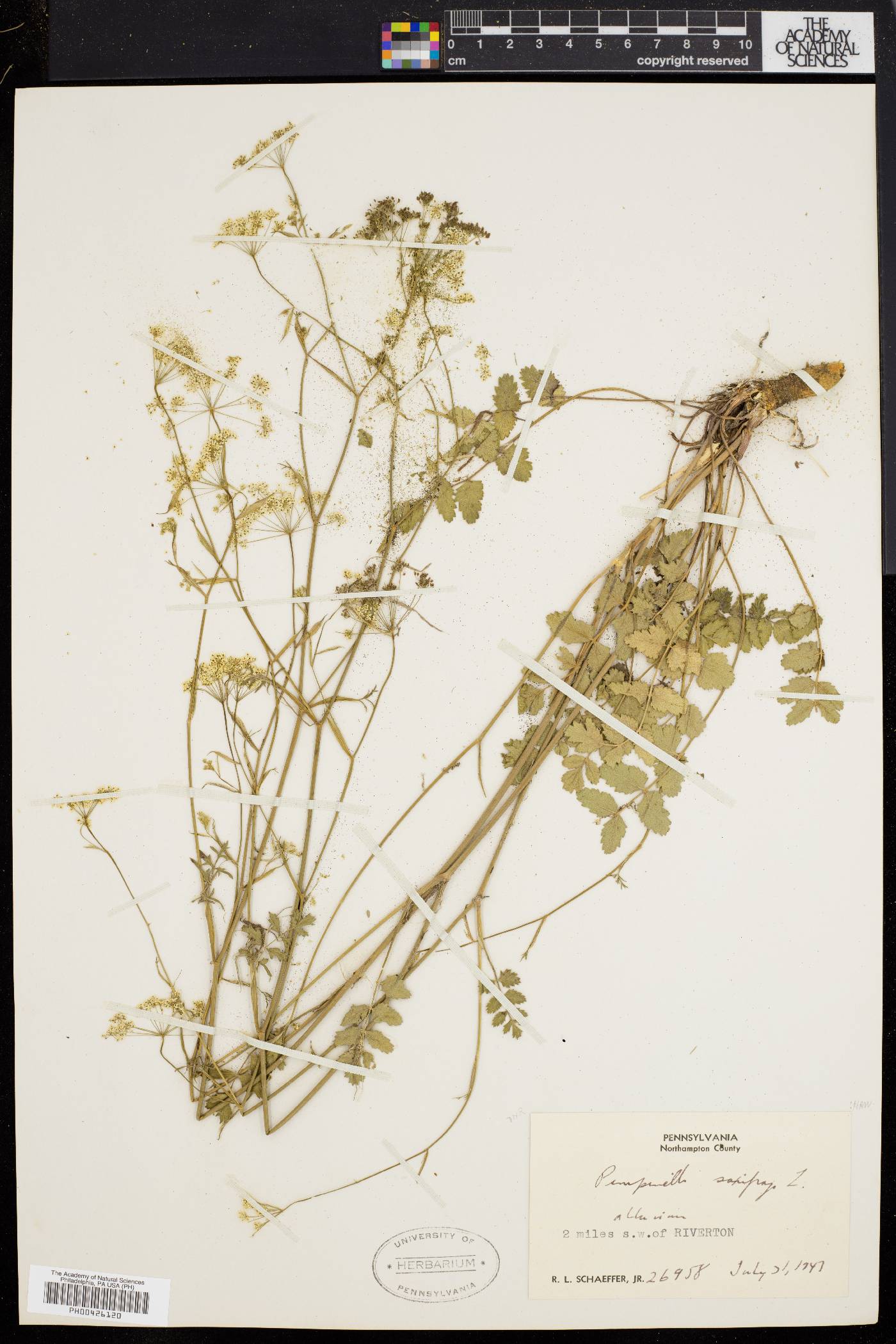 Pimpinella saxifraga image