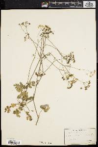 Pimpinella saxifraga image