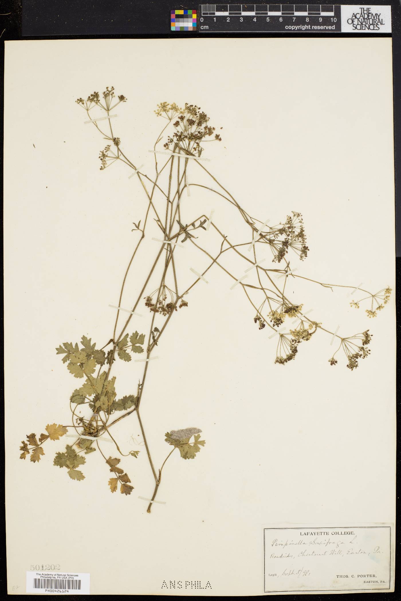 Pimpinella saxifraga image
