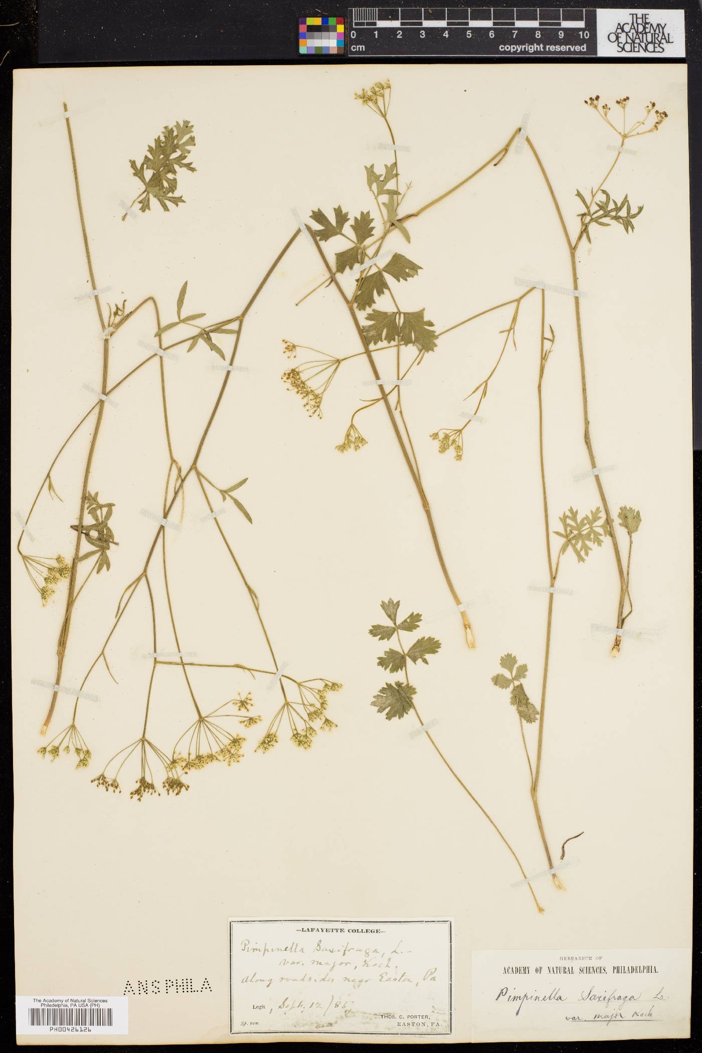 Pimpinella saxifraga image