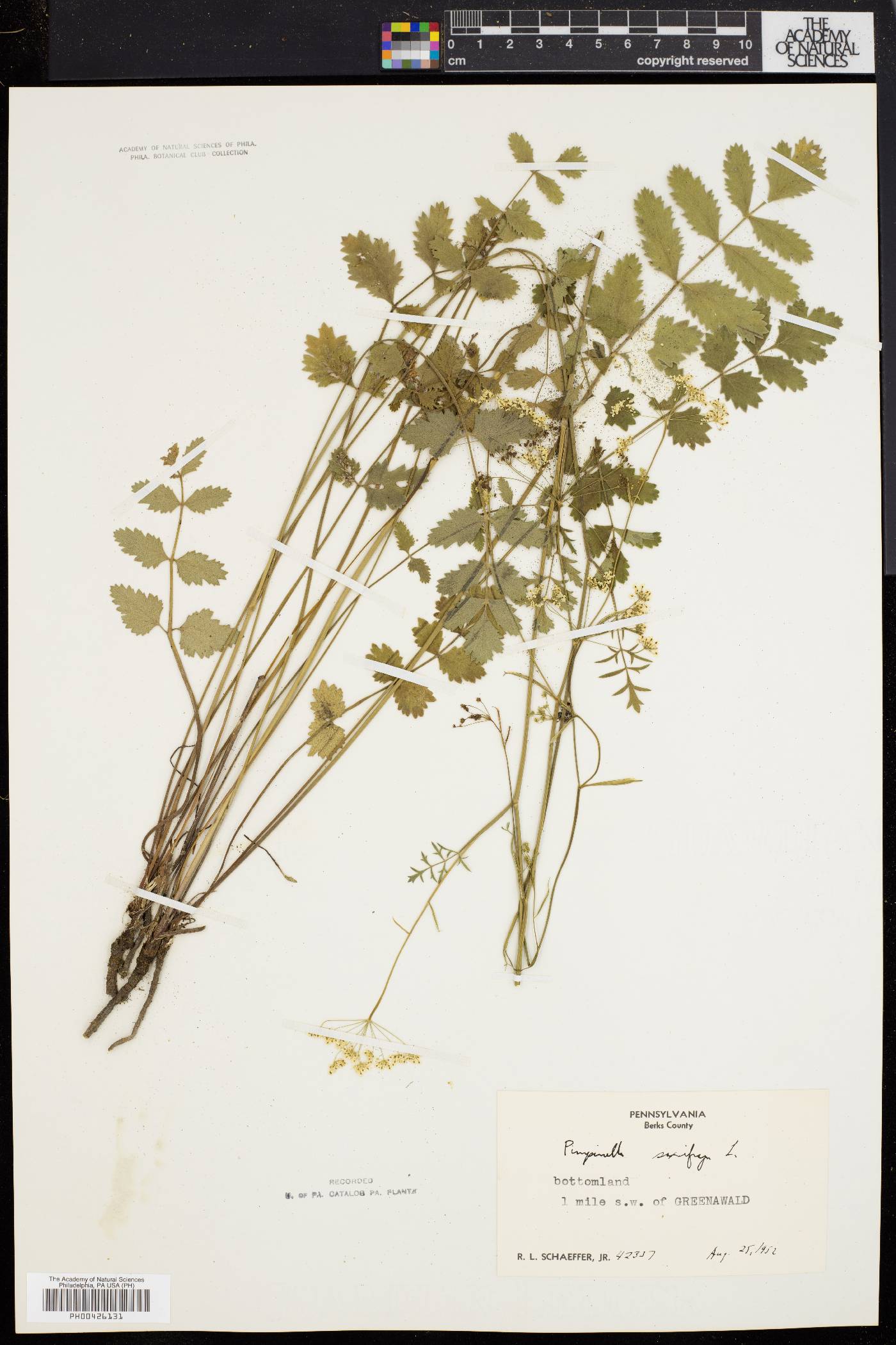 Pimpinella saxifraga image