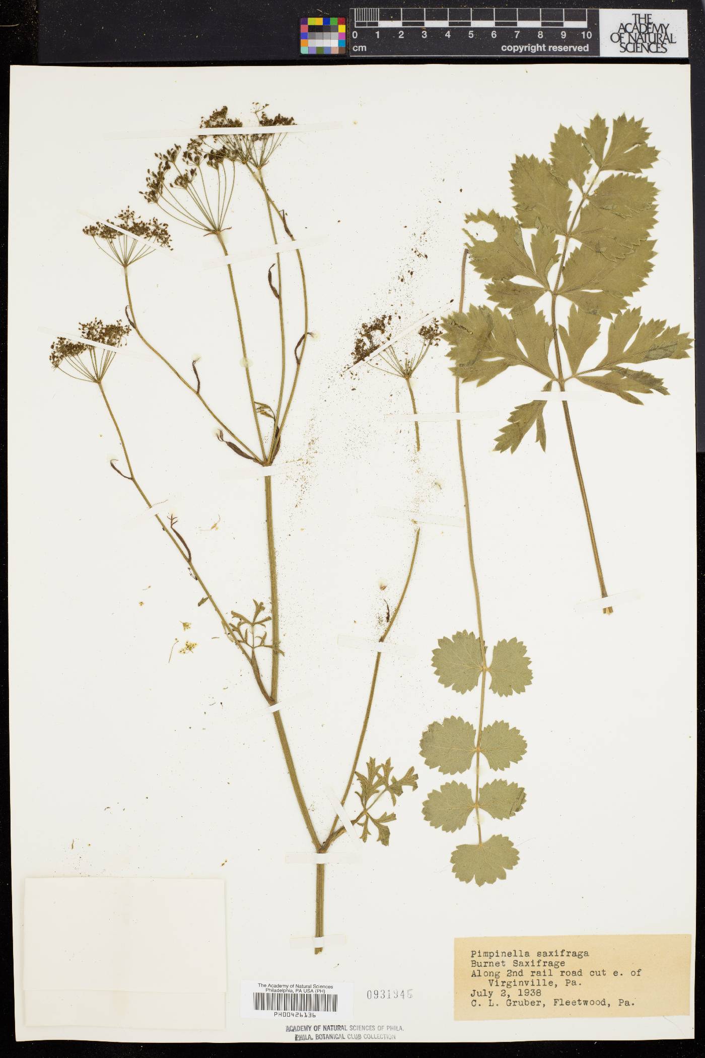 Pimpinella saxifraga image