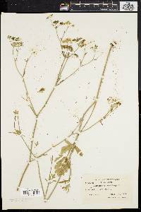 Pimpinella saxifraga image