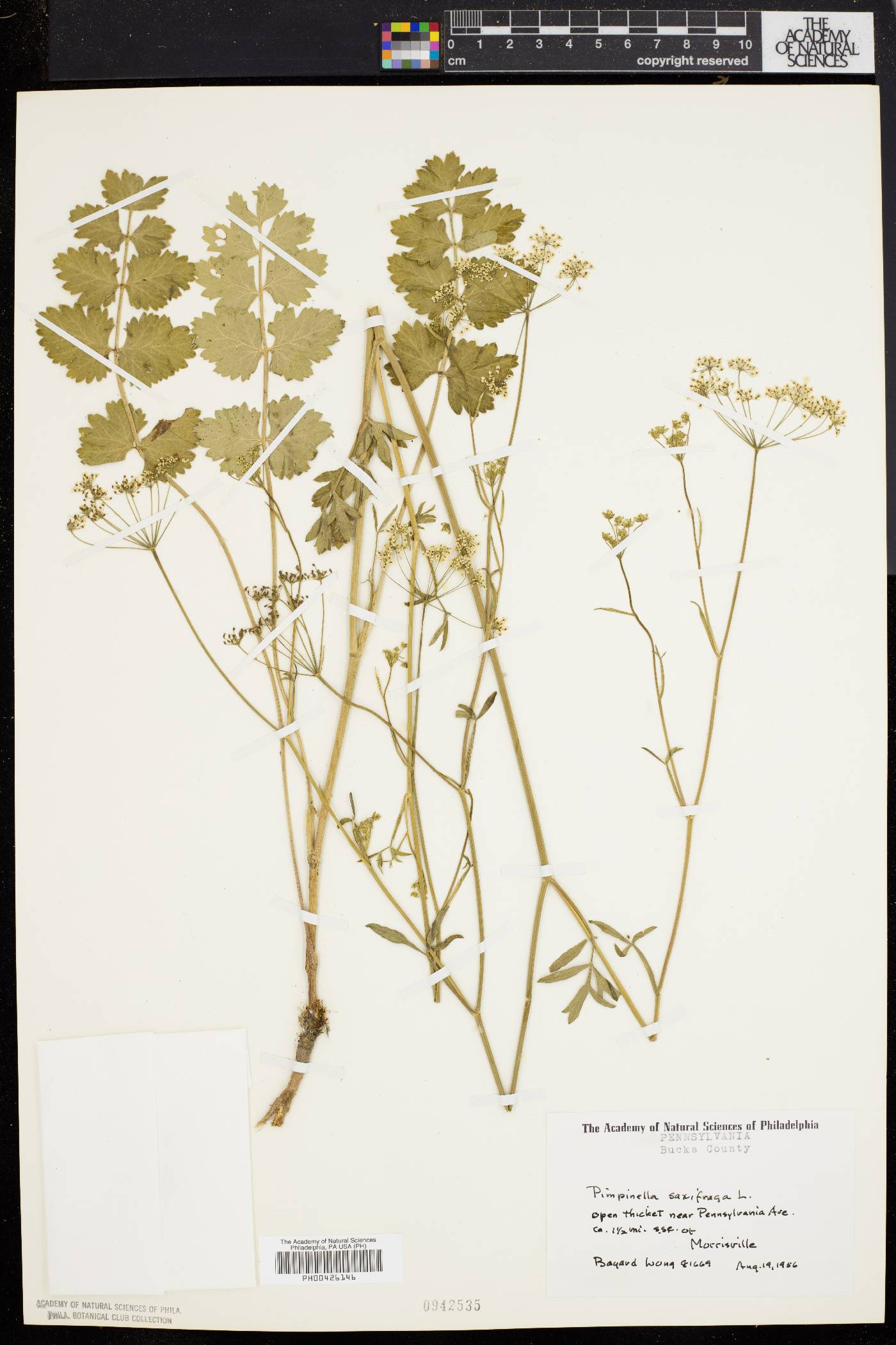 Pimpinella saxifraga image