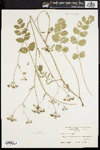 Pimpinella saxifraga image