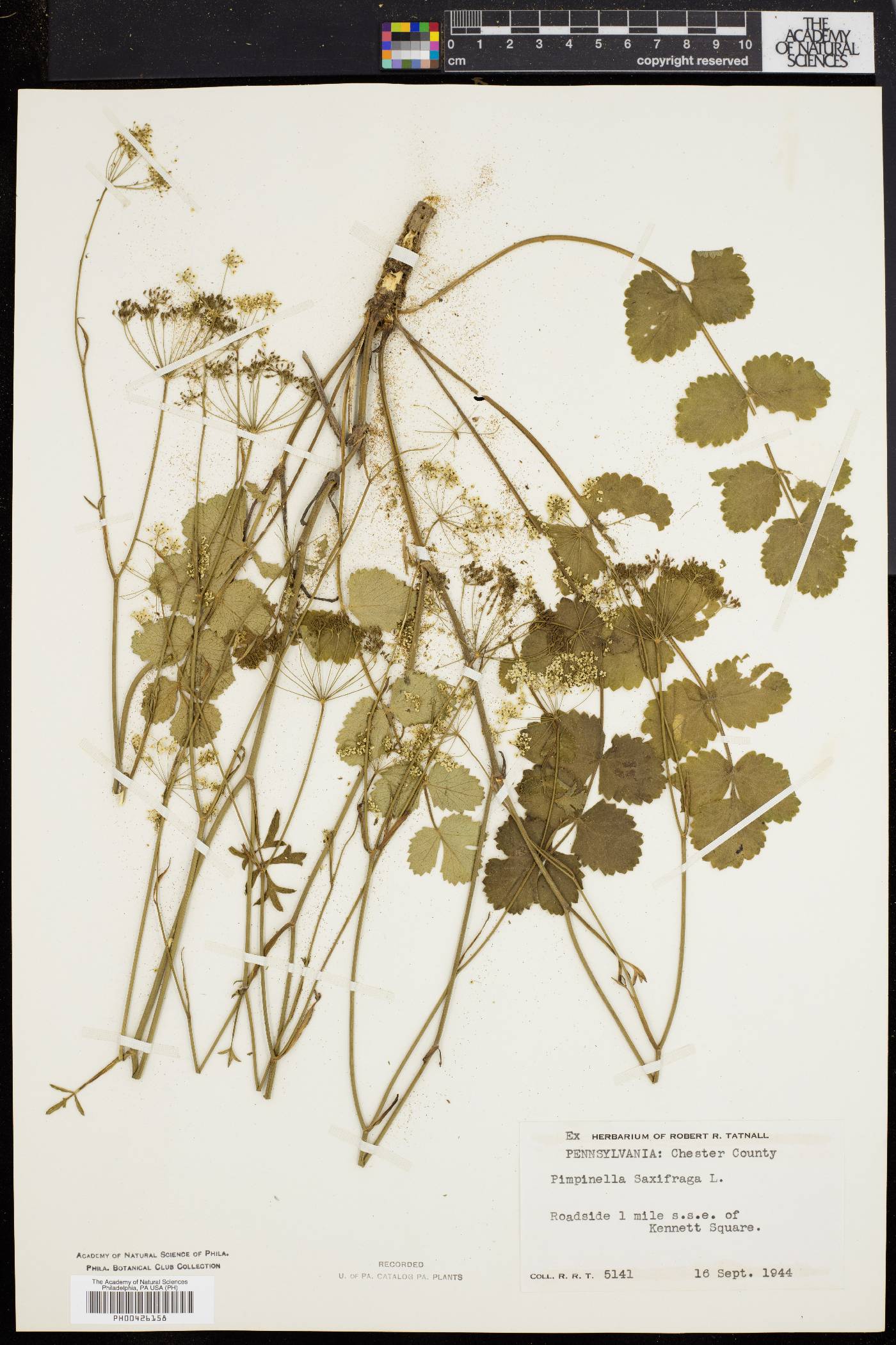 Pimpinella saxifraga image