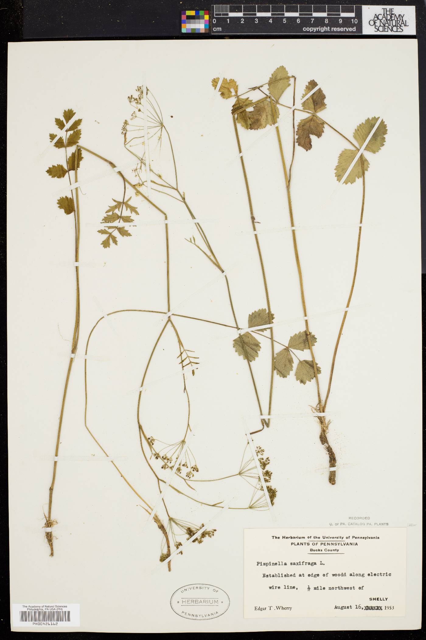 Pimpinella saxifraga image
