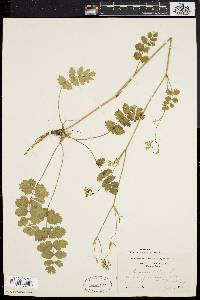 Pimpinella saxifraga image