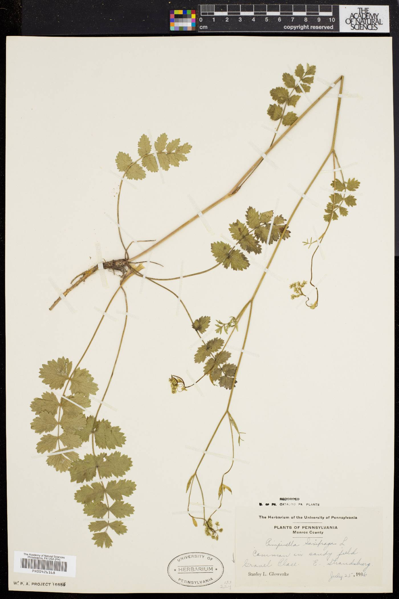 Pimpinella saxifraga image