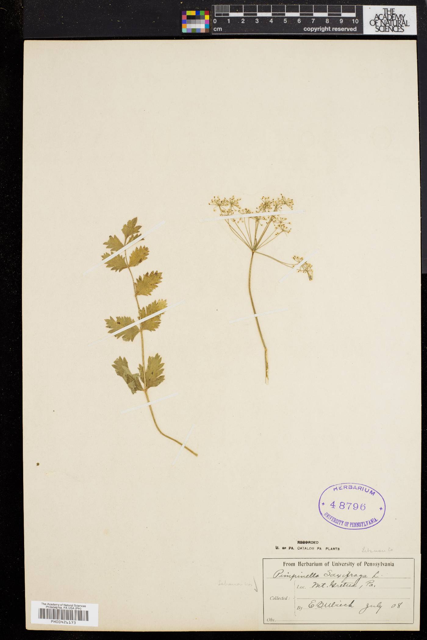 Pimpinella saxifraga image