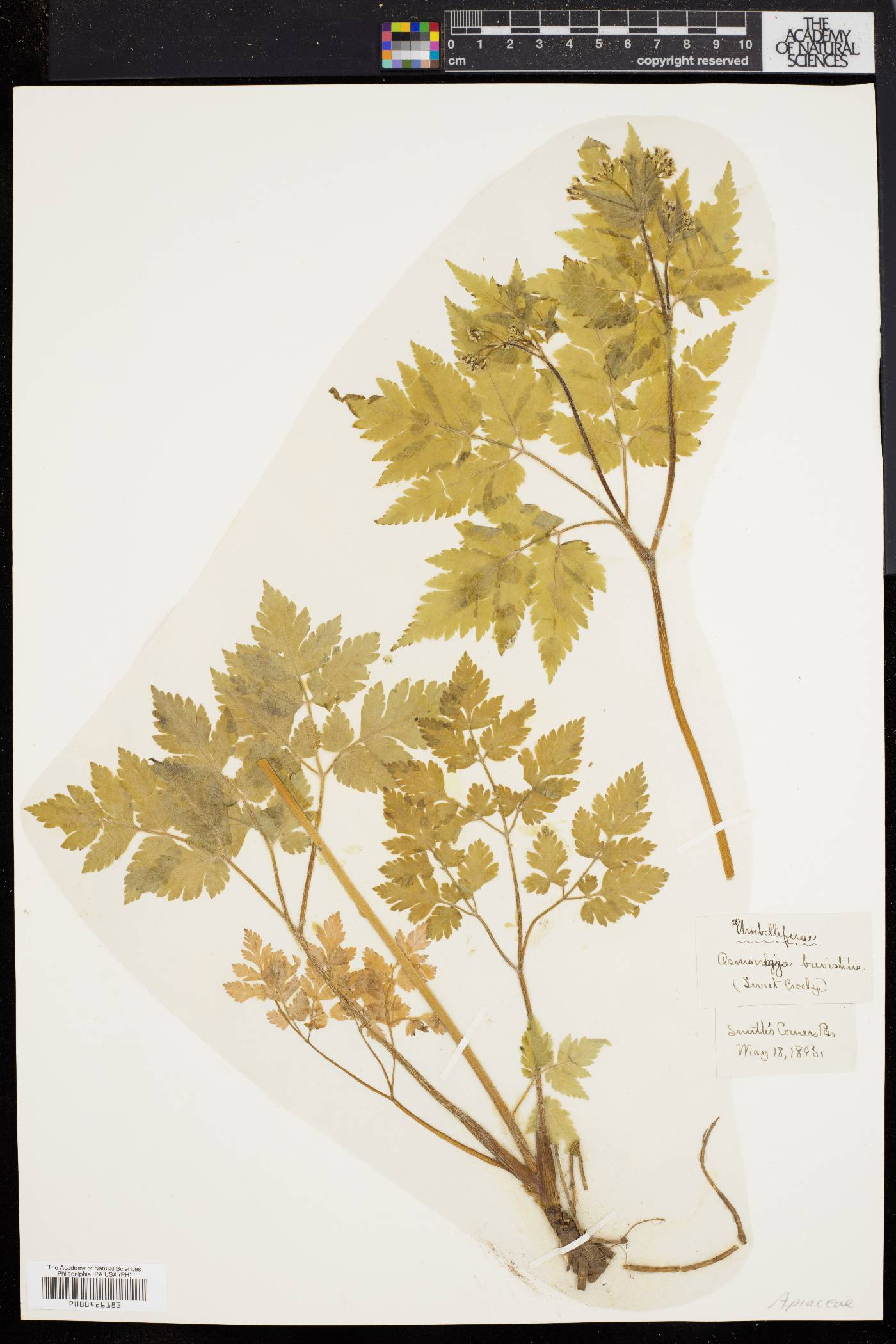Osmorhiza aristata var. brevistylis image