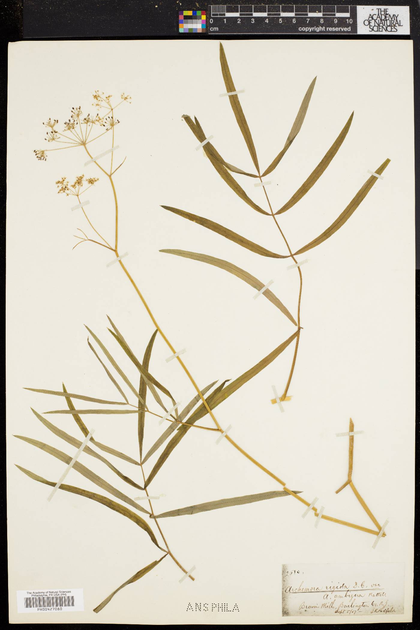 Oxypolis rigidior var. ambigua image