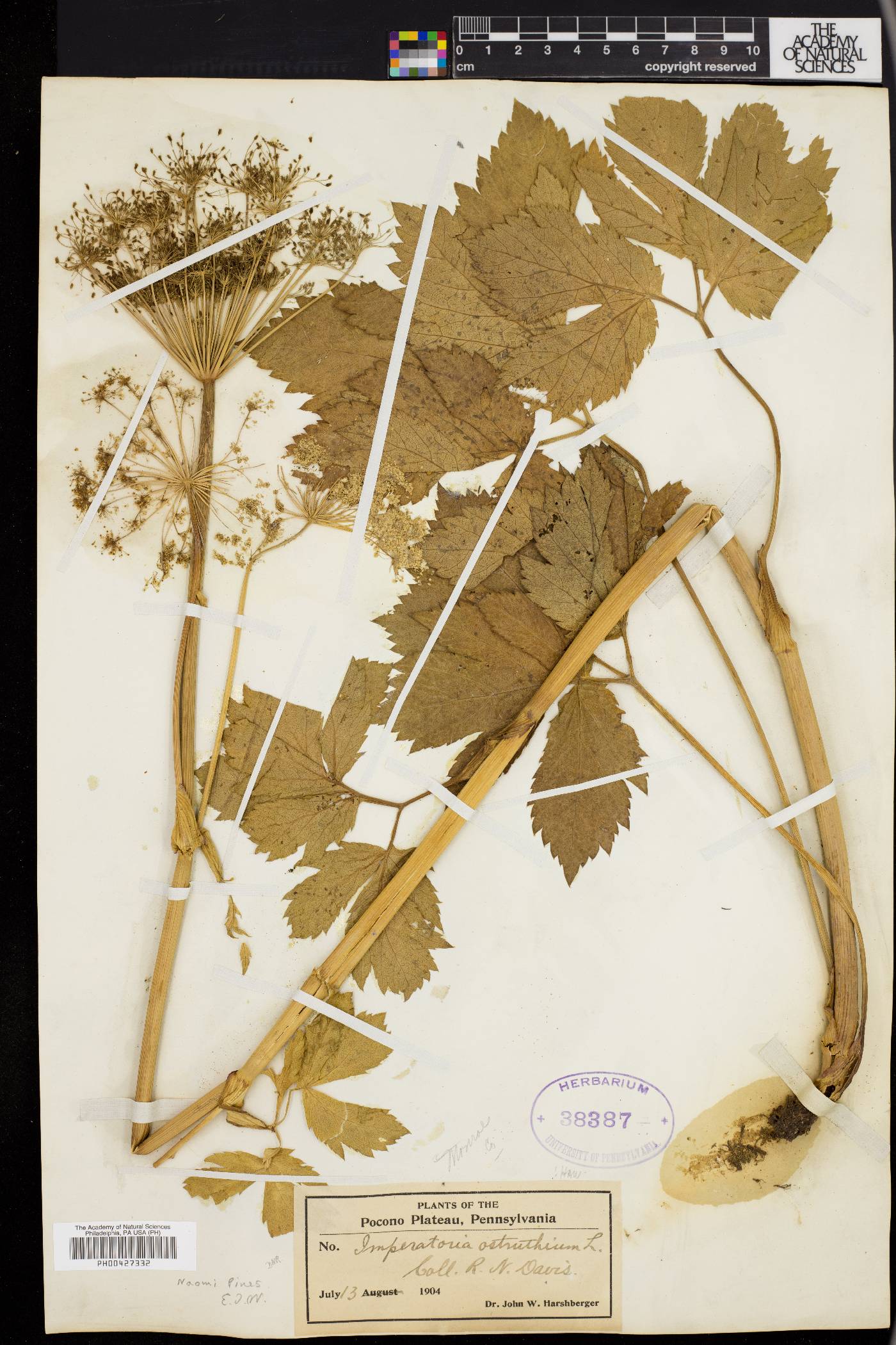 Imperatoria ostruthium image