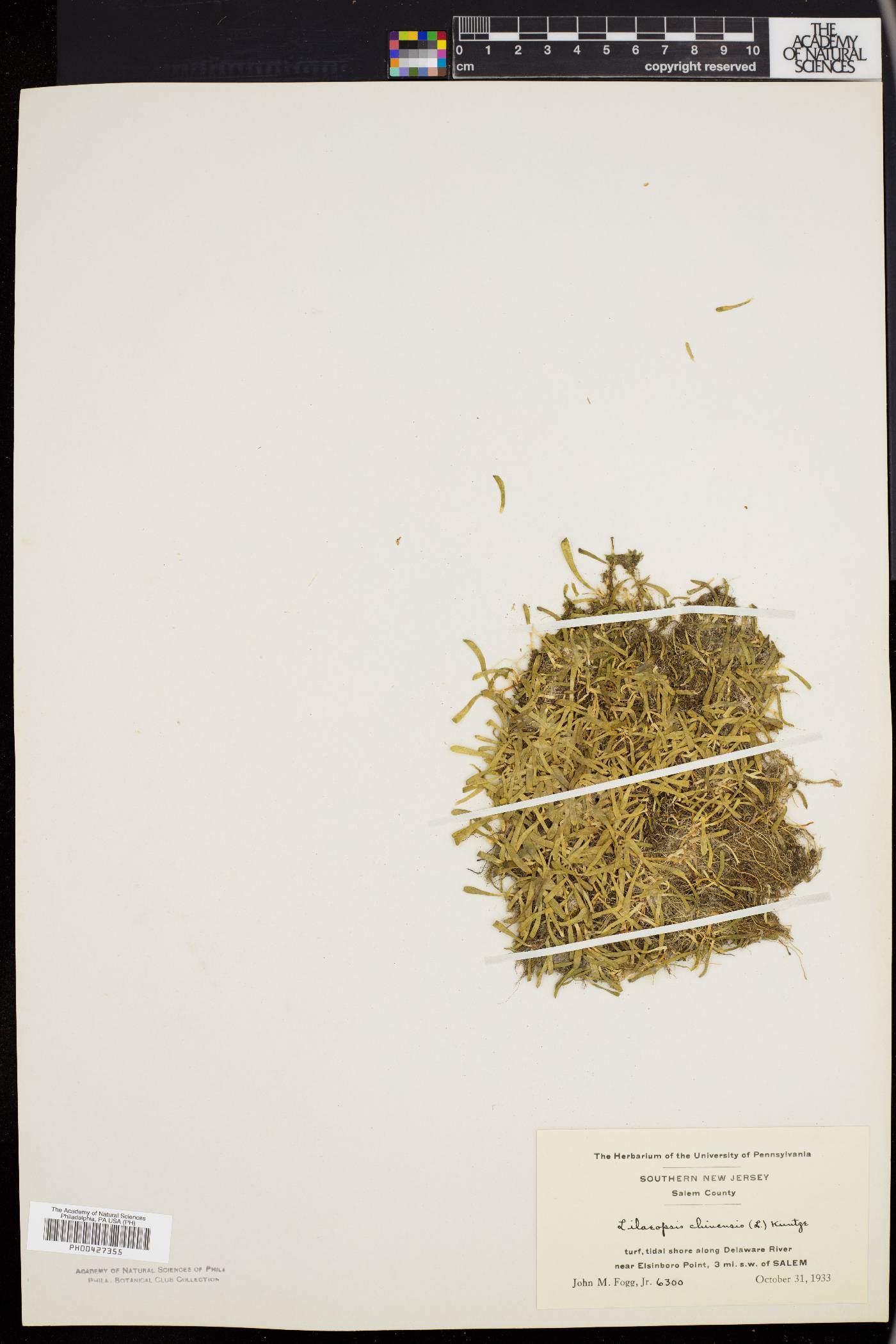 Lilaeopsis chinensis image