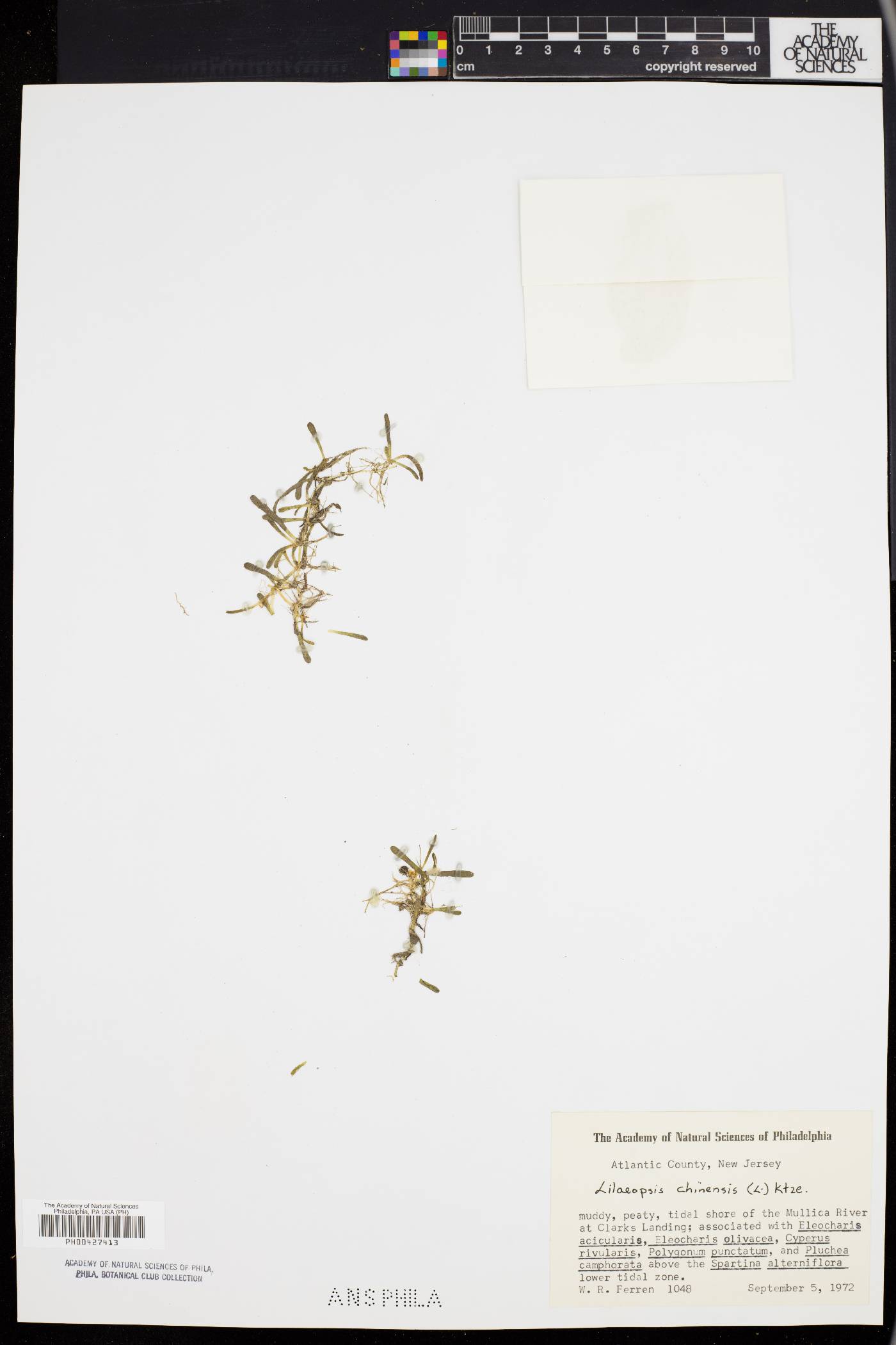 Lilaeopsis chinensis image