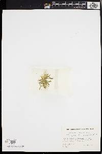 Lilaeopsis chinensis image