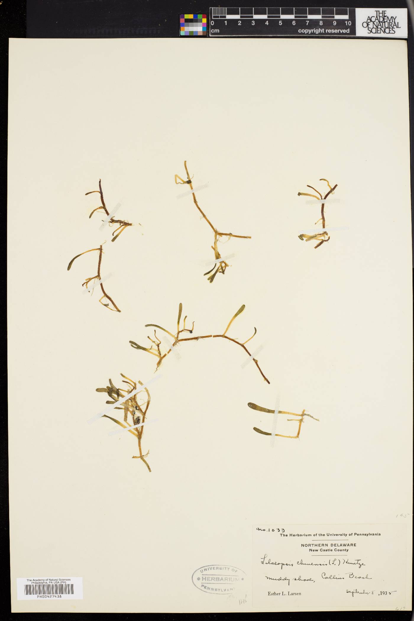 Lilaeopsis chinensis image