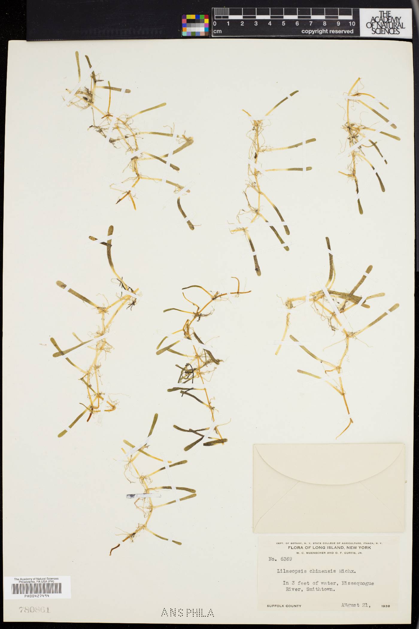 Lilaeopsis chinensis image