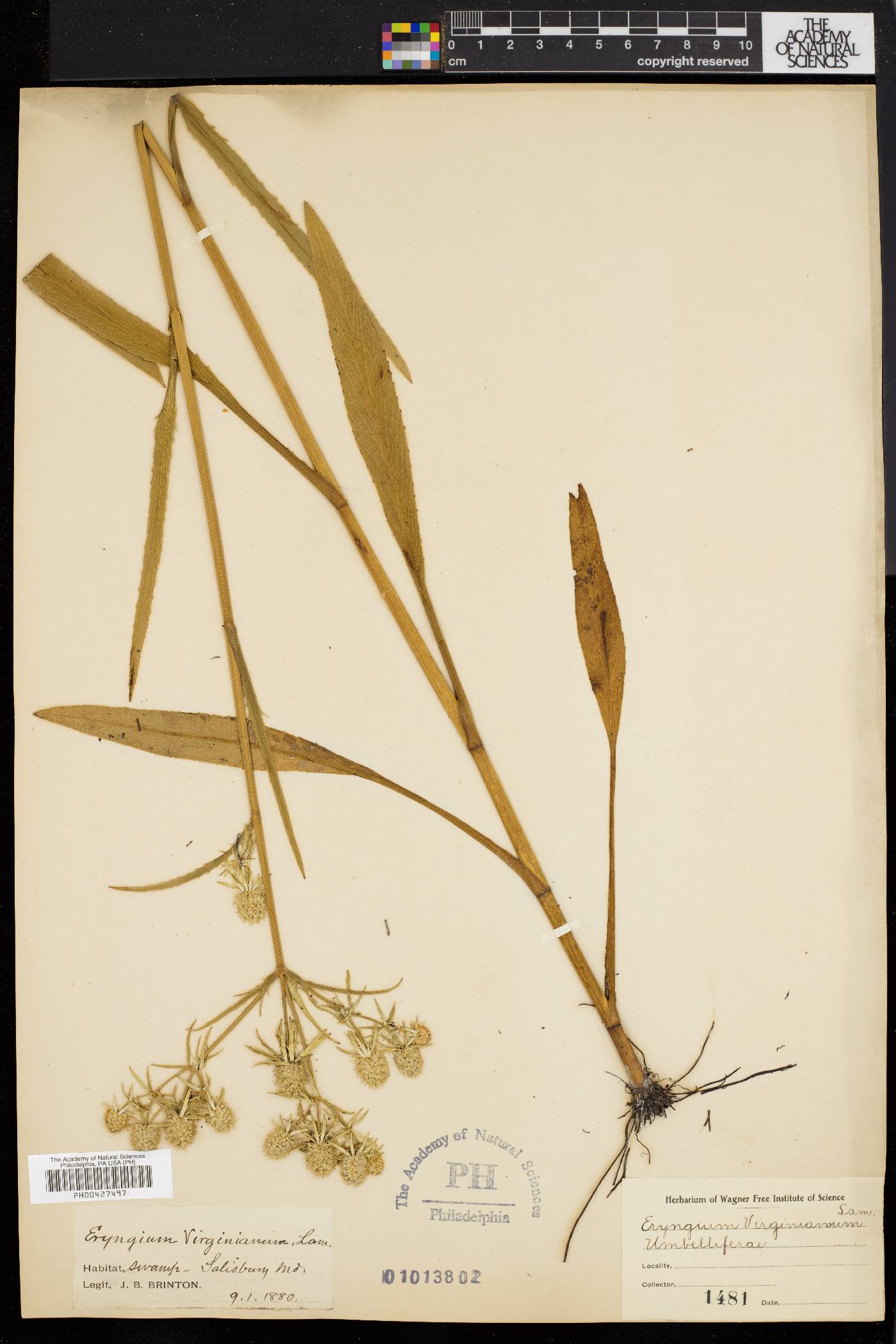 Eryngium virginianum image