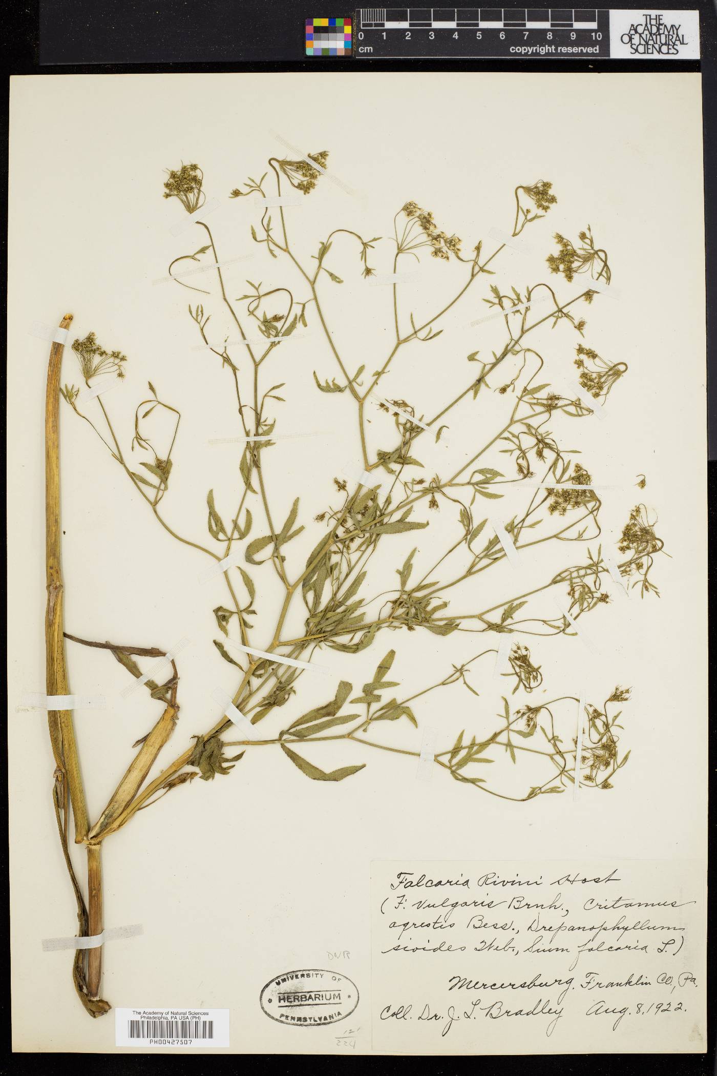 Falcaria rivini image