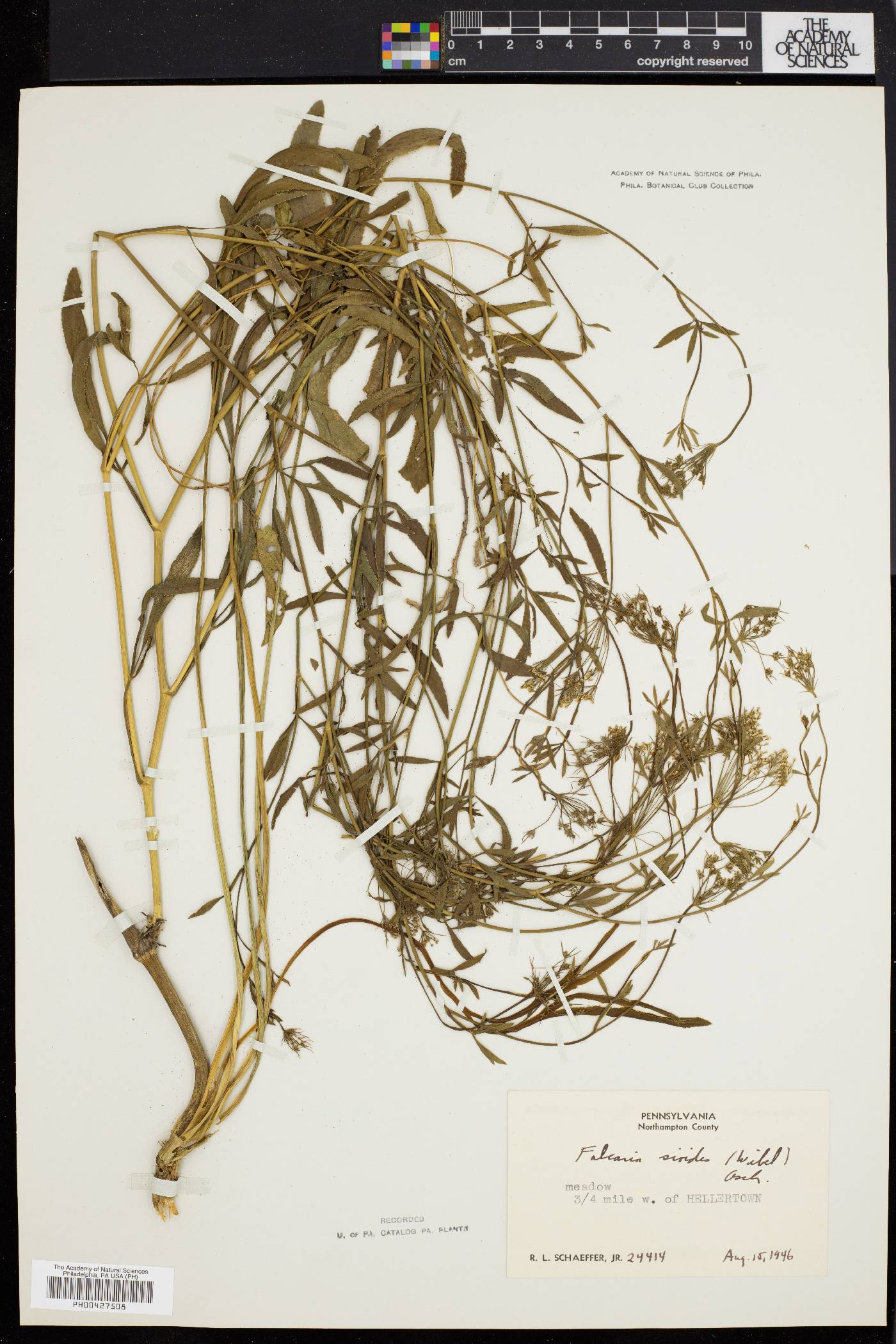 Falcaria sioides image