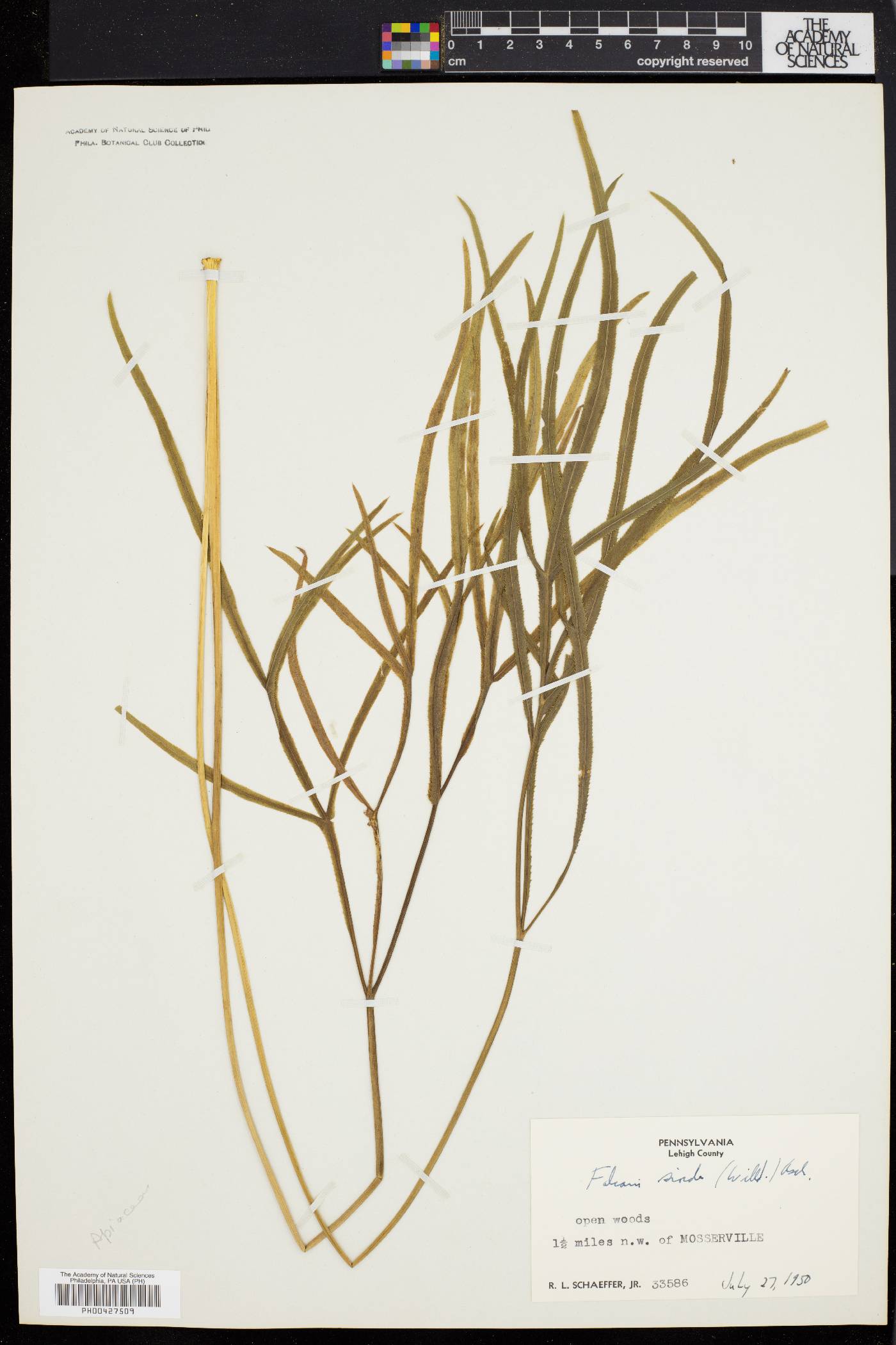 Falcaria sioides image