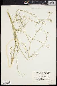 Foeniculum vulgare image