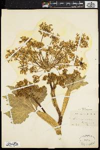 Heracleum maximum image