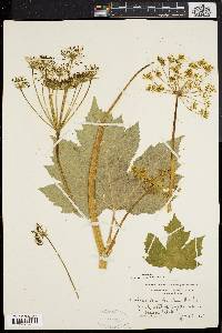 Heracleum maximum image