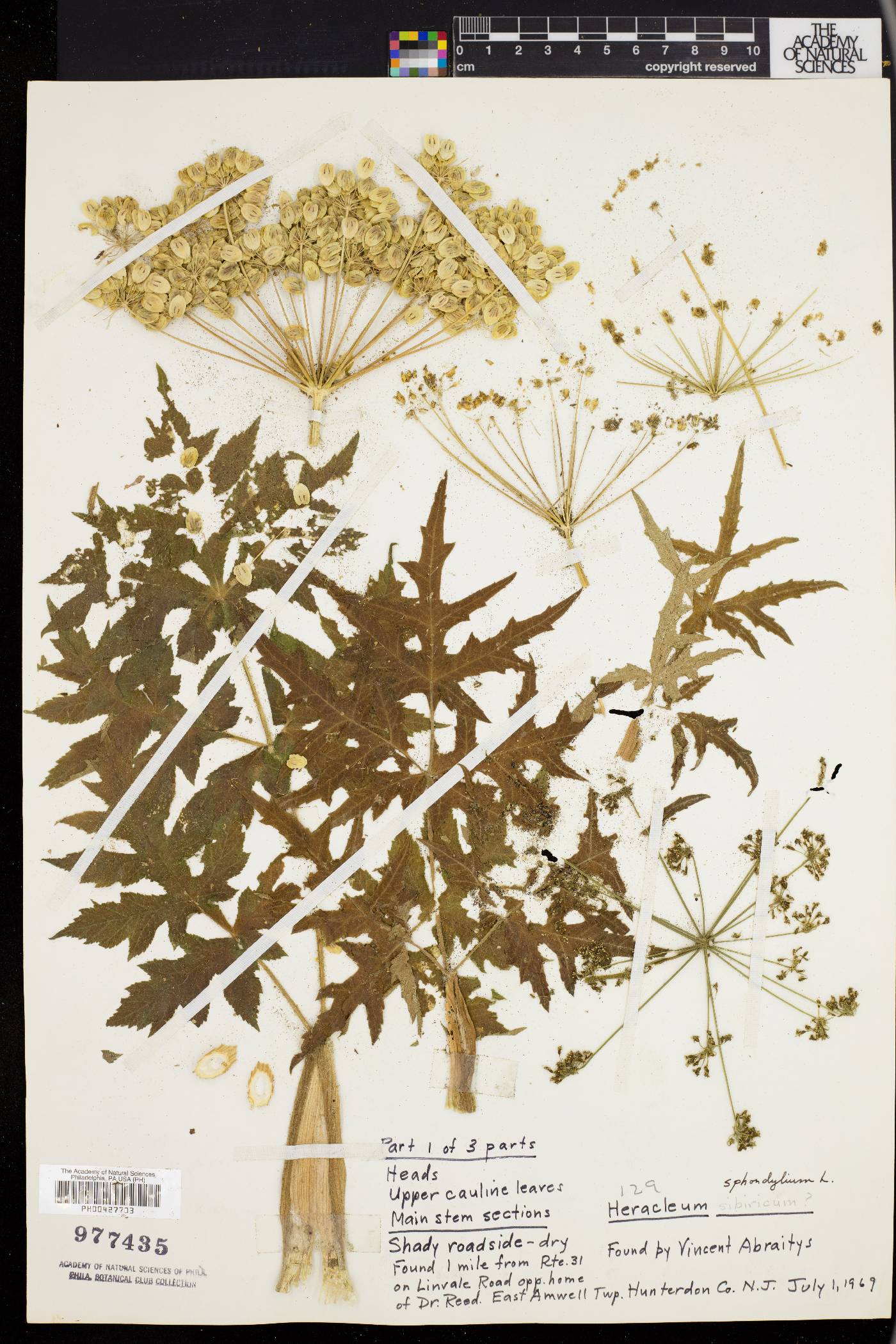 Heracleum sphondylium image