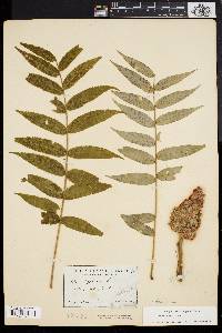 Rhus typhina image