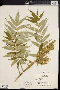 Rhus typhina image